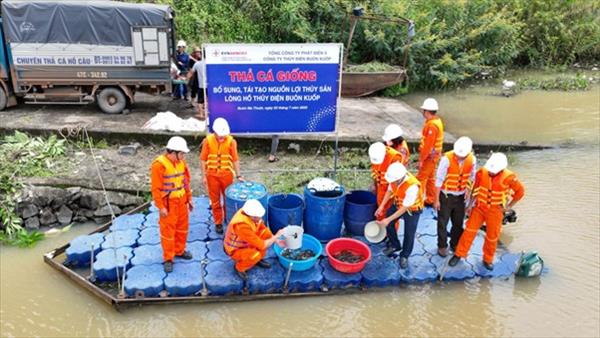 THẢ CÁ GIỐNG TRÊN LÒNG HỒ THỦY ĐIỆN BUÔN KUỐP: HÀNH ĐỘNG NHỎ - Ý NGHĨA LỚN VÌ MÔI TRƯỜNG BỀN VỮNG